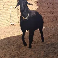 بره قوچ همو با کیفیت