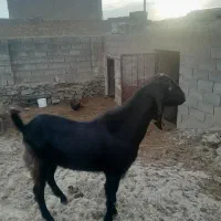 بز نر|حیوانات مزرعه|ملایر, |دیوار