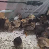 جوجه گلپایگانی ،بومی ، گلین