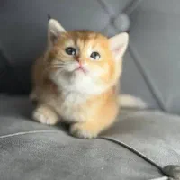 بچه گربه
