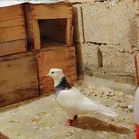 کبوتر گم شده شادگان چومه