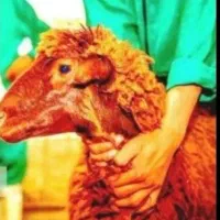 گوسفند زنده  شال در شهرری. یافت اباد. تهرانپارس