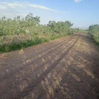 زمین پسته ای راین فیض اباد|فروش دفتر صنعتی، کشاورزی، تجاری|راین, |دیوار