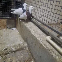 کبوتر ، کفتر ، طوقی