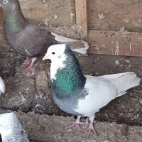 کبوترطوقی سیاه