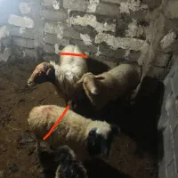 گوسفند با بره