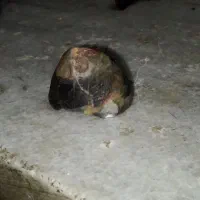 سنگ کهربا