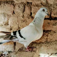 شامی نر|پرنده|آشخانه, |دیوار