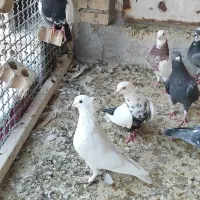 12عدد کبوتر|پرنده|اهواز, زرگان|دیوار