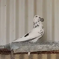 کبوتر کله دمبی کاشونی