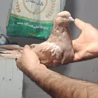 کله ای ماده و جفت سیاه