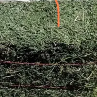 یونجه درجه یک یک بدون کوچکترین علفی