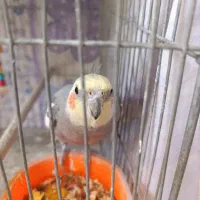 عروس هلندی