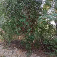 درخت رایگان|خدمات باغبانی و درختکاری|وحدتیه, |دیوار