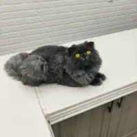 گربه اسکاتیش فولد لانگهِر Scottish Fold Longhair