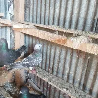 فروش،چندکبوتر پرشی|پرنده|لشت نشا, |دیوار