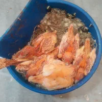 قناری جیبوس نروکشیده بلند وجوجه قناری رنگی