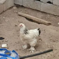 دوعددجوجه برهما