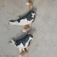 کبوتر|پرنده|شیراز, اکبر آباد|دیوار