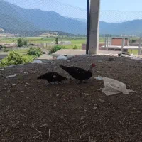 یک جفت اردک خارجی