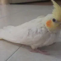 عروس هلندی گم شده