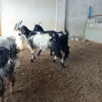 کهره|حیوانات مزرعه|آبپخش, |دیوار