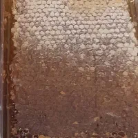 عسل های خالص کنار وگون بدون تغذیه|خوردنی و آشامیدنی|شیراز, شهرک ایثار|دیوار