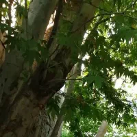 زمین در بهترین موقعیت جاده کلات خرم اباد