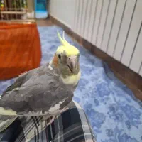 پرنده عروس هلندی فروشی|پرنده|تهران, اوقاف|دیوار