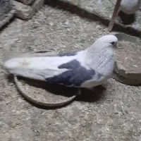 پشت سبز درشت|پرنده|اشتهارد, |دیوار