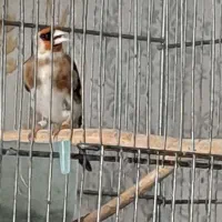 سهره نر دورگ نرآماده نوک وپا سفید وماده دورگ