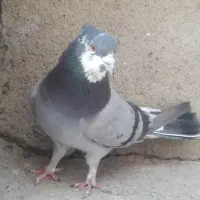 کفتر آگهی بخون