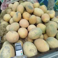 خربزه آتشی شیرین