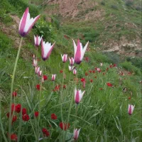 فروش یک قطعه زمین کشاورزی