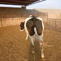 گاوشیری|حیوانات مزرعه|طاغنکوه, |دیوار