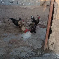 3 عدد خروس محلی