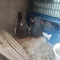 پرنده