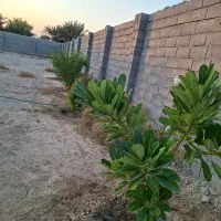 سوئیت ۴۰ متری روستای سرخون