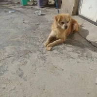 سگ فروشی  داریون