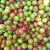 رب الوچه ترش و غلیظ (فقط ۴ کیلو دیگه دارم)