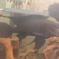 ماهی فرانتوزا