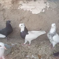 طوق سیاه نر وماده