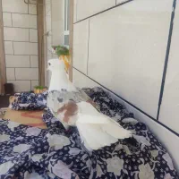دوکت پلنگ ماده