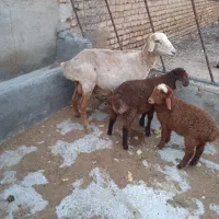 میش بردار دوقلو در چناران