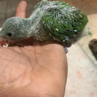 جوجه ملنگو سرلاکی