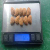 خرید بادام|خدمات باغبانی و درختکاری|سامان, |دیوار