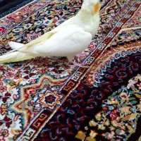 طوطی‌زیبا|پرنده|بوئین زهرا, |دیوار
