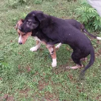 سگ مادر ژرمن و پدر محلی|سگ|رشت, لاکان شهر|دیوار