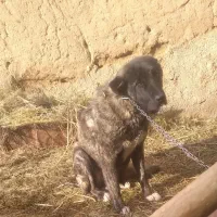 سگ گله|سگ|انزل, |دیوار