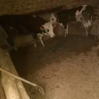 گوساله
